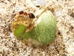 Crematogaster sordidula