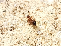 Crematogaster sordidula