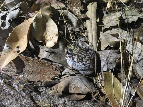 Moaning Burrowing Frog, Heleioporus eyrei