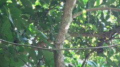 Phylloscopus goodsoni