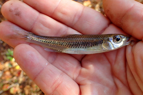 Sandbar shiner (Notropis scepticus) — Cyprinidae