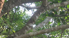 Phylloscopus goodsoni