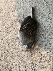 Zonotrichia albicollis