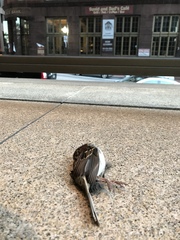 Zonotrichia albicollis