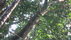 Phylloscopus goodsoni