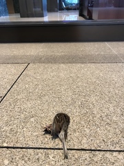 Zonotrichia albicollis