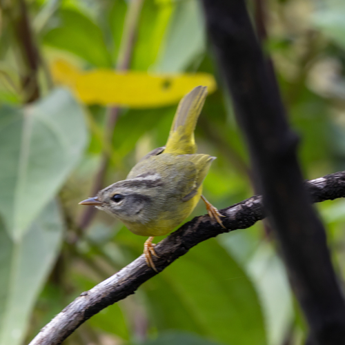 Three-banded Warbler (Basileuterus trifasciatus), photo 2