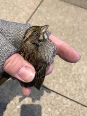 Zonotrichia albicollis