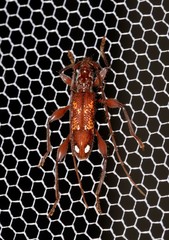 Coptocercus biguttatus