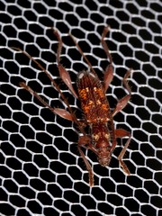 Coptocercus biguttatus