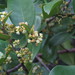 Carallia brachiata - Photo (c) kerrycoleman, μερικά δικαιώματα διατηρούνται (CC BY-NC), uploaded by kerrycoleman