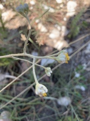 Helichrysum miconiifolium