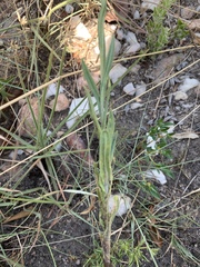 Helichrysum miconiifolium