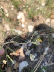 Helichrysum miconiifolium