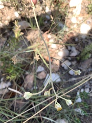 Helichrysum miconiifolium