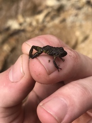 Pristimantis diadematus