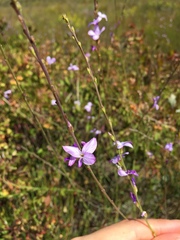 Heliophila maraisiana