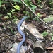 Abitagua Caecilian - Photo (c) Alex Bentley, some rights reserved (CC BY-NC), uploaded by Alex Bentley