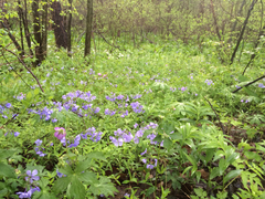 Phlox divaricata divaricata