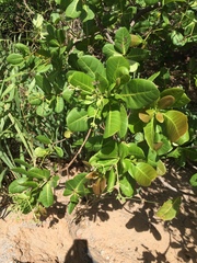 Anacardium occidentale