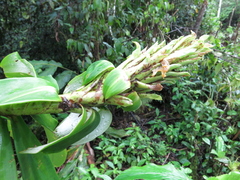 Dimerocostus argenteus