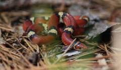 Cemophora coccinea copei