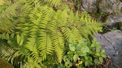 Amauropelta concinna