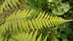 Amauropelta concinna