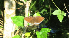 Tanaecia whiteheadi