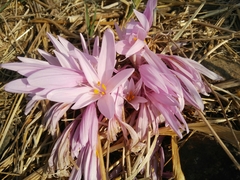 Colchicum hierosolymitanum