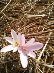 Colchicum hierosolymitanum