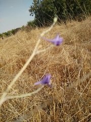 Delphinium peregrinum