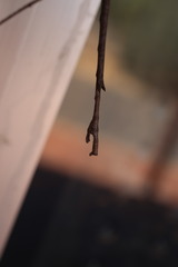 Paronchestus cornutus