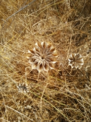 Nigella ciliaris