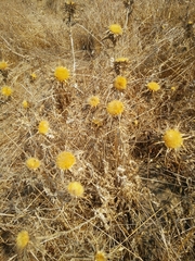 Carlina libanotica