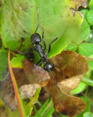 Streblognathus peetersi