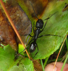 Streblognathus peetersi