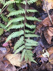 Dryopteris celsa