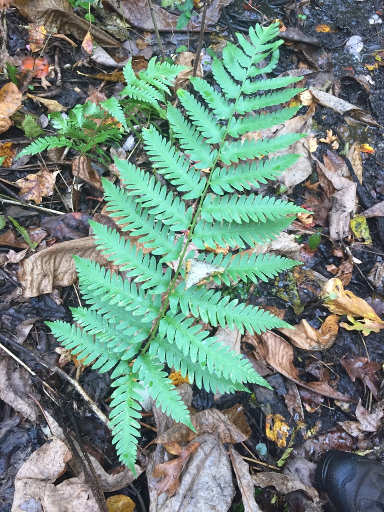 log fern