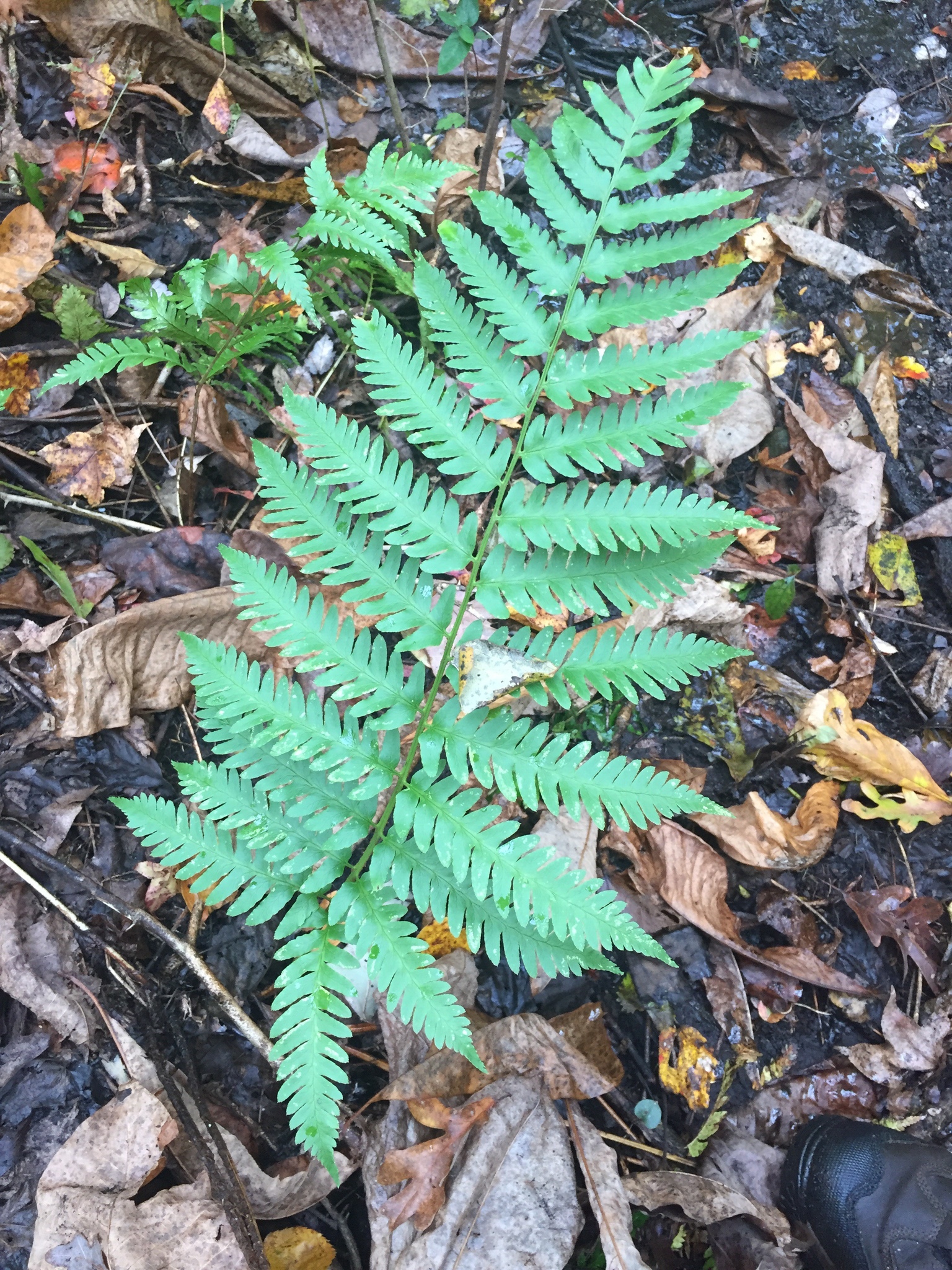 Dryopteris celsa