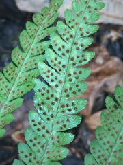 Dryopteris celsa