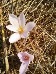 Colchicum hierosolymitanum