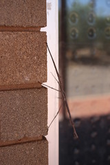 Paronchestus cornutus