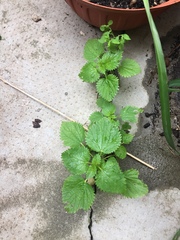 Urtica membranacea