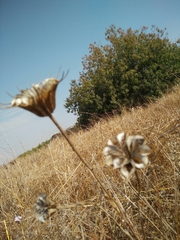 Nigella ciliaris