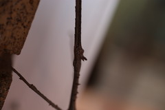 Paronchestus cornutus