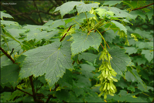 Image of Acer ukurunduense by (c) Dmitry Kulakov, some rights reserved (CC BY)