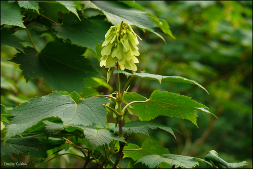 Image of Acer ukurunduense by (c) Dmitry Kulakov, some rights reserved (CC BY)