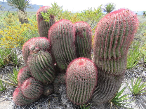 Ferocactus pilosus