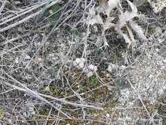 Cynoglossum cheirifolium